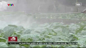 Rau siêu thị có thực sự an toàn?