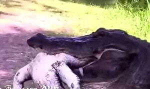 Video: Rợn người cảnh cá sấu khổng lồ ăn thịt đồng loại