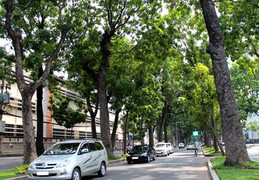 Nhiều cây xanh ở TP.HCM nghi bị 'hạ độc'