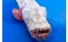 Phát hiện thuỷ quái kỳ dị có hàm răng rùng rợn ở Thái Lan