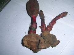 Kỳ diệu loài nấm giúp phụ nữ xinh tươi, đàn ông cường tráng