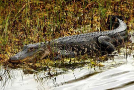 Rợn người cá sấu 70 kg lượn lờ trên sông Soài Rạp