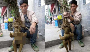 Xôn xao cây hà thủ ô có hình phụ nữ khỏa thân rao bán 4,2 triệu đồng