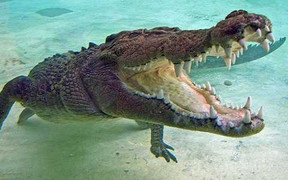 Phát hiện 'cá sấu cụ' sống hàng chục năm trong nhà dân