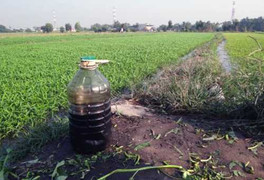 Chấn động nguyên nhân nông dân trộn chất cấm vào thịt lợn, rau xanh