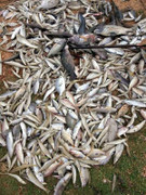 Cá chết hàng loạt ở biển miền Trung: 'Nếu là chất độc, thì nó phải cực độc'