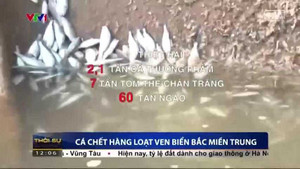 Hé lộ nguyên nhân cá chết hàng loạt tại miền Trung