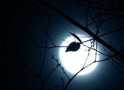 Giải mã những lời đồn 'dựng tóc gáy' quanh ngày trăng tròn