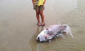 Cá chết trắng biển miền Trung: Bộ Nông nghiệp 'ra lệnh' khẩn