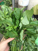 Dân Hà Nội tranh mua rau dại