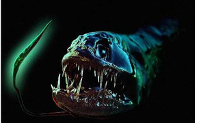 Cận cảnh những loài thủy quái ghê rợn nhất đại dương