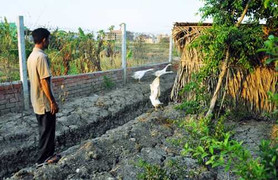 Hàng xóm quán 'Xin chào' dựng chòi nuôi ngỗng cũng bị xử lý hình sự