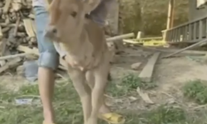 Xôn xao bê sinh ra chỉ có 2 chân trước hiếm thấy