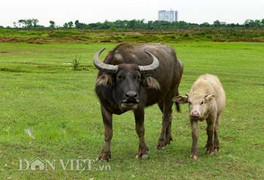 Thu tiền tỷ từ nuôi trâu thả hoang giữa Hà Nội