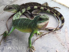 Thịt rồng đất 400.000 đồng/kg thành đặc sản hút khách