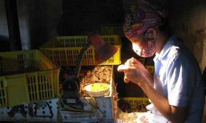 Chỉ ngồi phân biệt giới tính gà con kiếm lương 100 triệu đồng mỗi tháng