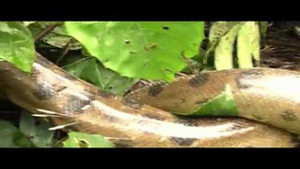 Clip: Quấn phải nhím độc, rắn khủng Anaconda quằn quại