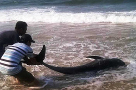 Cá voi chết bất thường ở Huế, dân sợ do trúng độc