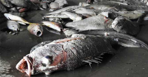 Thứ trưởng Bộ Nông nghiệp: 'Cá chết hàng loạt có thể do độc tố cực mạnh'