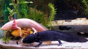 Rộ mốt cá khủng long 6 sừng 4 chân