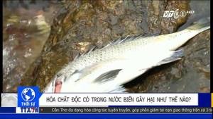 Hóa chất độc có trong nước biển gây hại kinh hoàng thế nào?