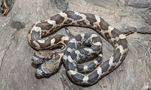 Rắn hai đầu với tính cách khác nhau