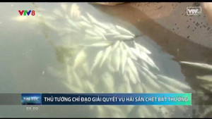 Clip: Thủ tướng chỉ đạo giải quyết vụ cá chết bất thường