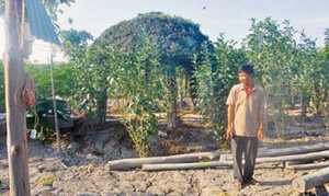 Chủ đất quán cà phê Xin Chào bị khởi tố: Viện KSND Tối cao chỉ đạo khẩn