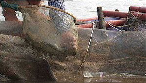 Ảnh hậu trường clip thử nghiệm cá chết sau 2 phút bơi trong nước biển Vũng Áng