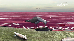 Video: Thủy triều đỏ nguy hiểm và đáng sợ như thế nào?