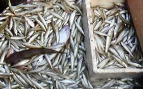 Thương lái thu mua cả tấn cá đục chết lên miền núi tiêu thụ