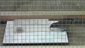 Chim thành phố thông minh hơn chim ở quê