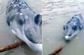 Clip: Thủy quái ‘mũi dài’ kỳ dị mắc lưới ngư dân