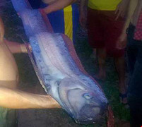 Cá hố khổng lồ dạt vào bờ biển Phan Thiết