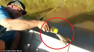 Clip khó tin: Cá ngoi lên mặt nước, ghé mạn thuyền uống bia của ngư dân