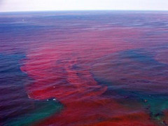 Hiện tượng 'thủy triều đỏ' gây hại gì cho sức khỏe?