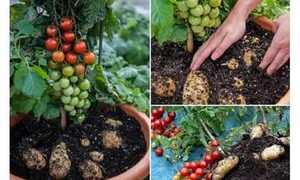 Loài cây kỳ lạ cho quả cà chua và củ khoai tây