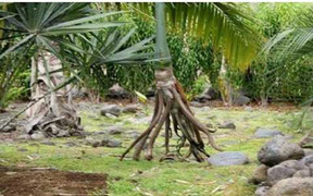 Bí ẩn loài cây duy nhất trên thế giới có thể 'đi bộ'