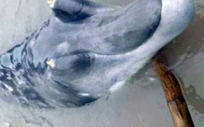 Sinh vật biển với 'mõm' siêu dài khiến ngư dân bối rối