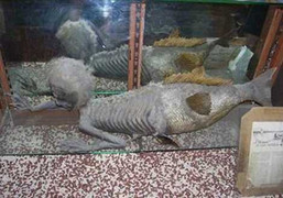 Bí ẩn chưa có lời giải về người cá Fiji