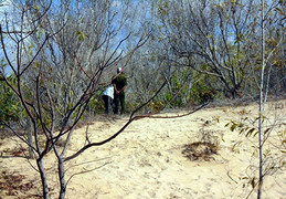 Truy bắt nhóm cướp dọa giết, hãm hiếp thai phụ trong vườn tràm