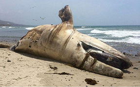 Cá voi 27 tấn bốc mùi trên bãi biển
