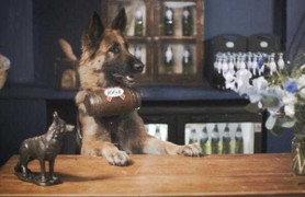 Quán bia kỳ dị với đội ngũ phục vụ toàn là chó