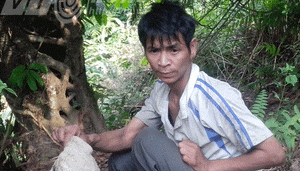 Hành trình đi tìm người rừng chạy nhảy như vượn ở Lai Châu