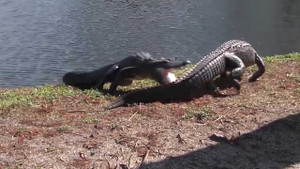 Video: Cá sấu 'huyết chiến' tranh giành lãnh thổ