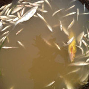 Cá chết trắng ở Thanh Hóa: Nhà máy mía đường nhận lỗi xả thải ô nhiễm