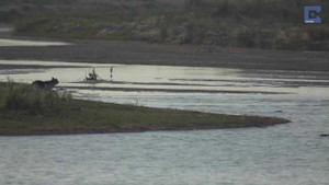 Clip: Cá sấu phục kích, xơi trọn chó con