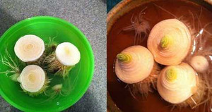 Những kiểu trồng rau củ trong cốc nước siêu đơn giản