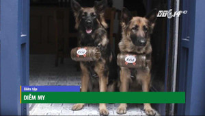 Quán bia do chó phục vụ đầu tiên trên thế giới