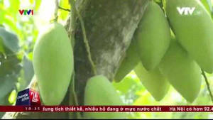 Thực hự tin đồn túi bao trái xoài nhiễm hóa chất độc hại